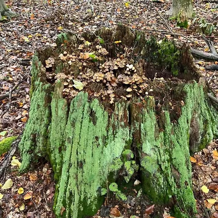 Landurlaub Mecklenburgische Seenplatte B- Waren Mueritz By Interhome