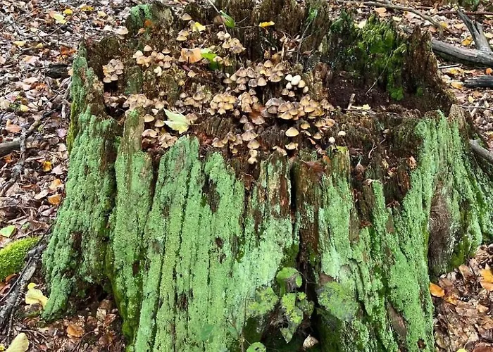 Landurlaub Mecklenburgische Seenplatte B- Waren Mueritz By Interhome